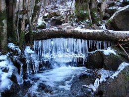 3d обои Замершая вода в дремучем лесу  зима