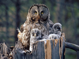 3d обои Сова со своими птенцами наблюдает из гнезда за окружающим миром...  птицы