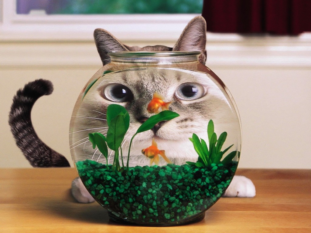 3d обои Кот смотрит на рыбок сквозь аквариум  рыбы # 79444