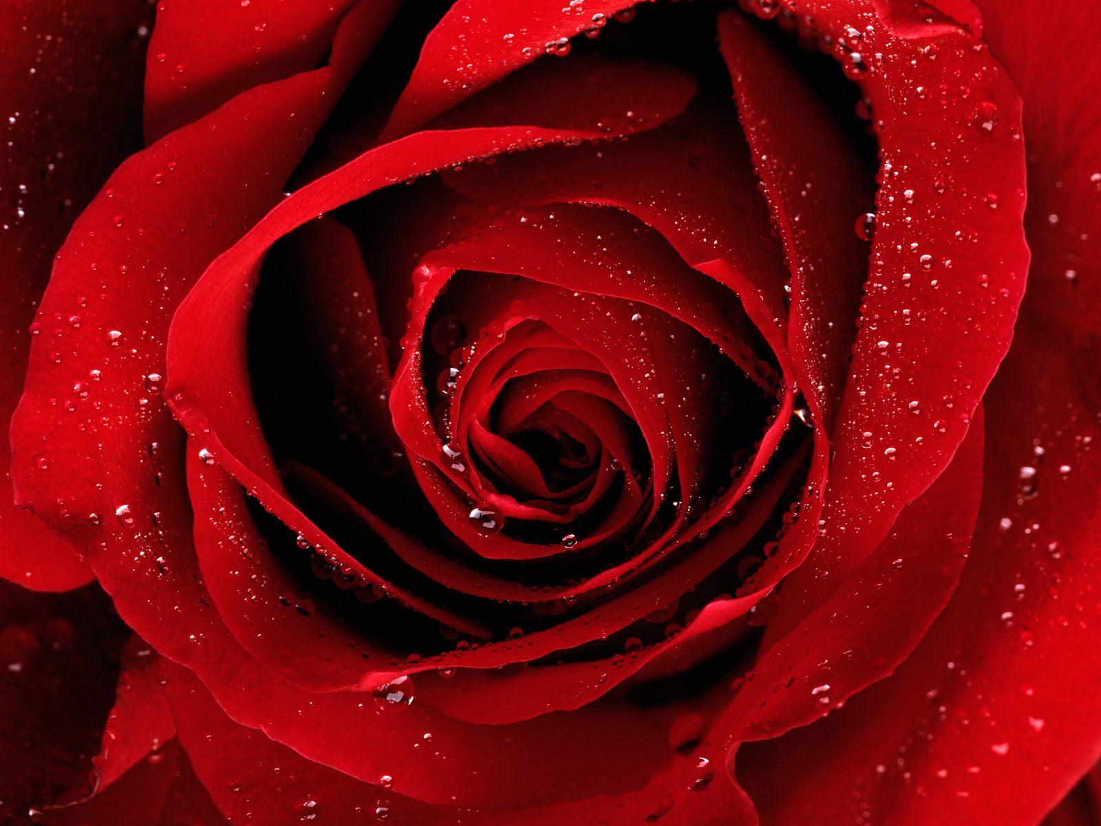 3d обои Красная роза в капельках воды  1600х1200 # 5680