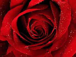 3d обои Красная роза в капельках воды  1600х1200