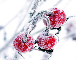 3d обои Замёршие ягоды на дереве  снег