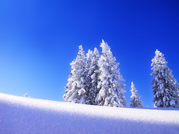3d обои Деревья порытые снегом  1600х1200