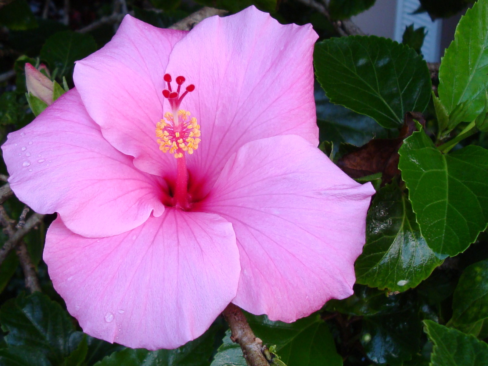 3d обои Цветок Гибискуса - известный как Цветок Любви и Королева тропических цветов  листья # 51038