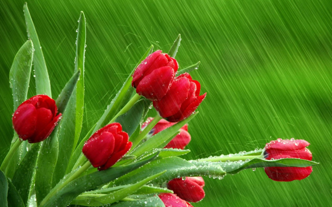 3d обои Красные тюльпаны во время дождя  дождь # 34517