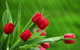 3d обои Красные тюльпаны во время дождя  дождь