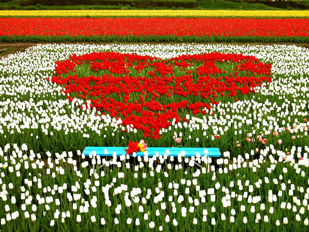 3d обои Море красно-бело-жёлтых тюльпанов, причём красные растут в виде сердечка  1024х768 # 456
