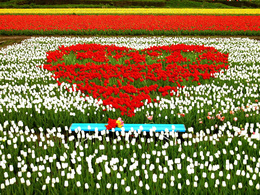 3d обои Море красно-бело-жёлтых тюльпанов, причём красные растут в виде сердечка  1024х768