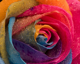 3d обои Роза с цветными лепестками  позитив