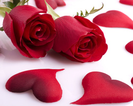 3d обои Две розы и лепестки в виде сердечек  сердечки