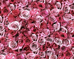 3d обои Очень много розовых роз  текстуры
