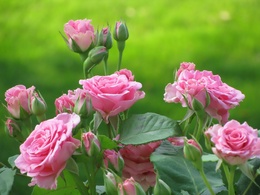 3d обои Дикие розовые розы  1600х1200