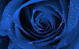 3d обои Бутон синей розы  капли