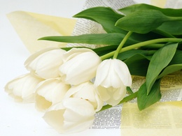 3d обои Белые тюльпаны  1600х1200