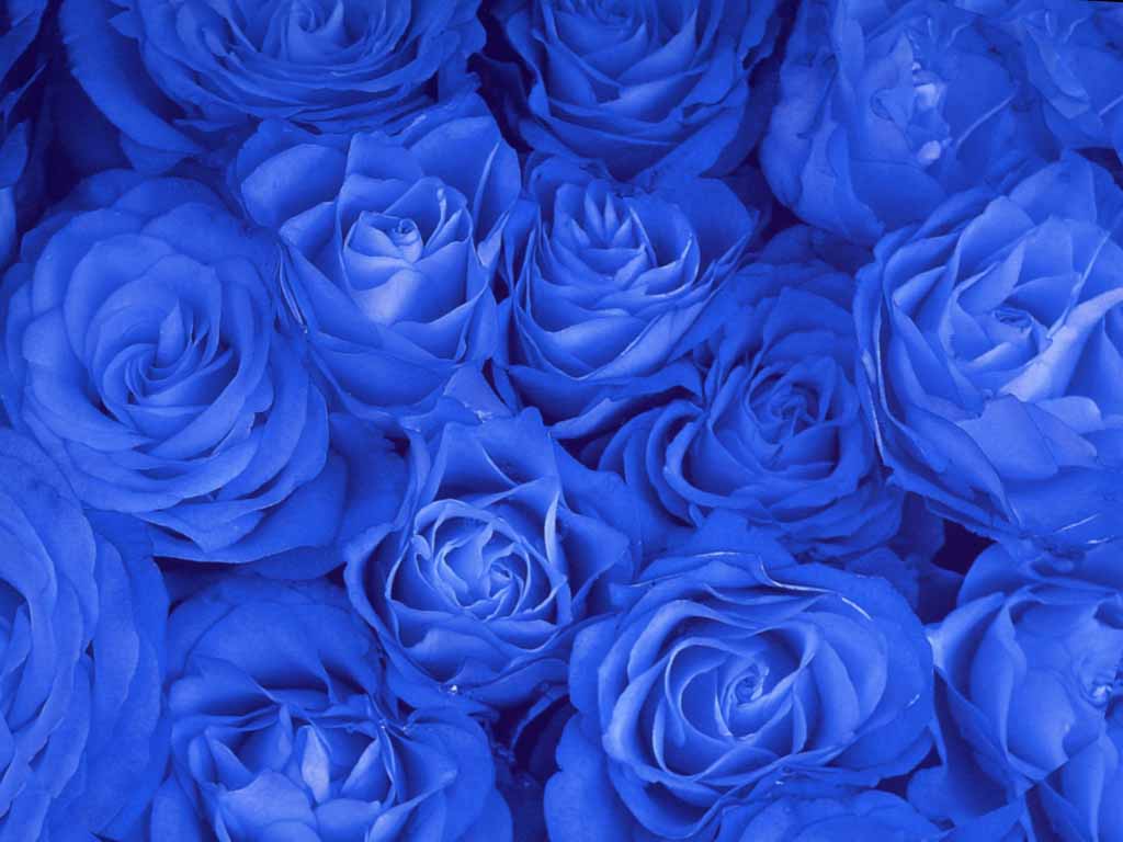 3d обои Синие розы  1024х768 # 454