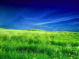 3d обои Синее небо и зеленое поле  1024х768