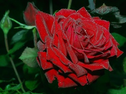 3d обои Пунцово-красная роза  1024х768