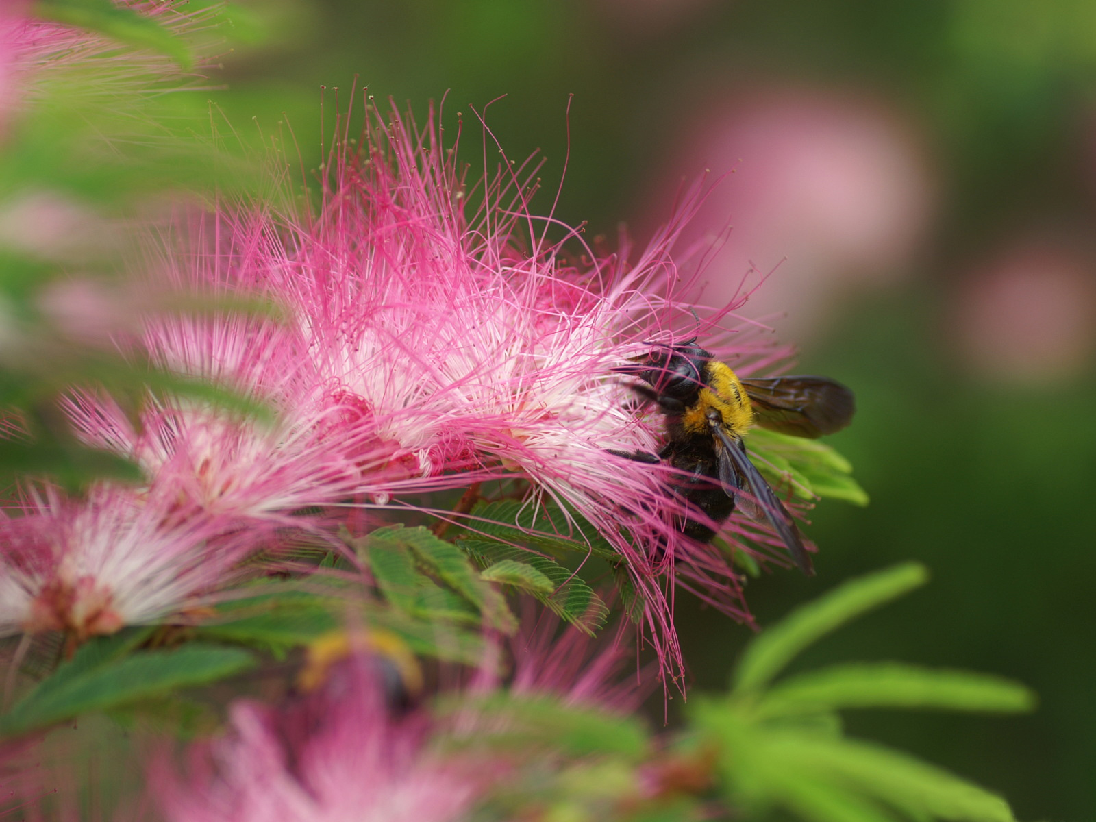 3d обои Пчёлка собирает нектар с цветка  насекомые # 59926