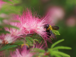3d обои Пчёлка собирает нектар с цветка  1600х1200