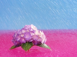 3d обои цветок гортензии под дождём  дождь