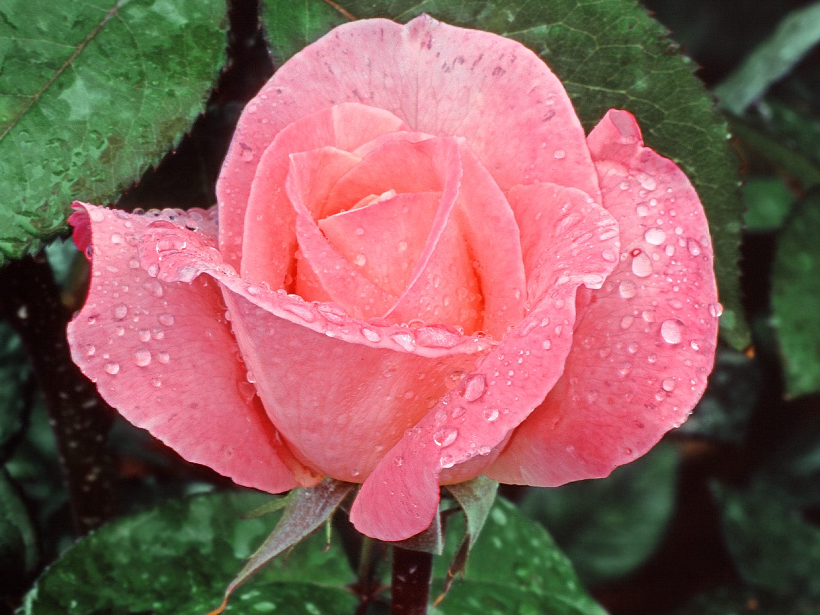 3d обои прекрасная роза в росе  1600х1200 # 5640