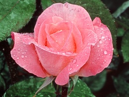 3d обои прекрасная роза в росе  1600х1200