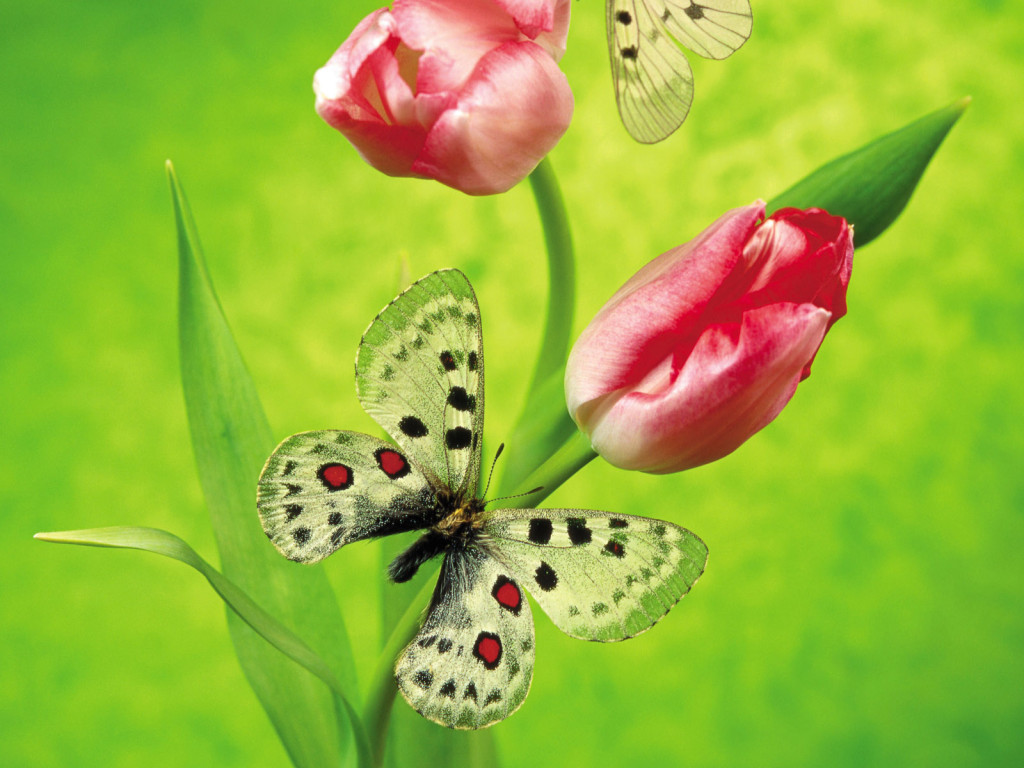 3d обои Бабочки на тюльпанах  1024х768 # 441