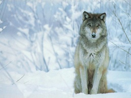 3d обои Волк сидит в снегу  волки