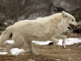 3d обои Белый волк в беге  1024х768