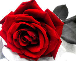 3d обои Красная роза в капельках росы  капли