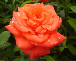 3d обои Красивая красная роза после дождя  листья