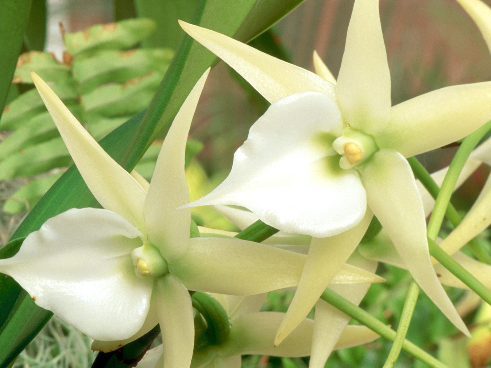 3d обои Белая Орхидея  1600х1200 # 5622