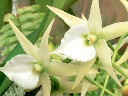 3d обои Белая Орхидея  1600х1200