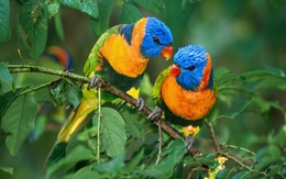 3d обои Попугаи - радужные лорикеты  листья