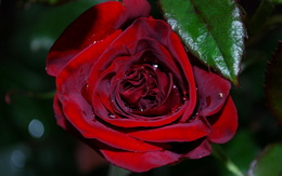 3d обои Алая роза в росе  капли