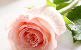 3d обои Розовая роза в каплях  капли