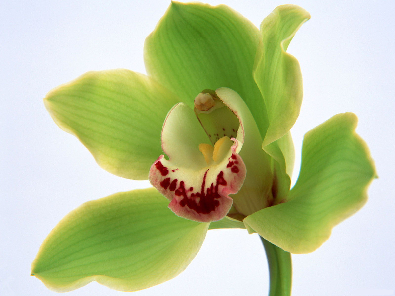 3d обои Красивая тропическая орхидея  1600х1200 # 5615