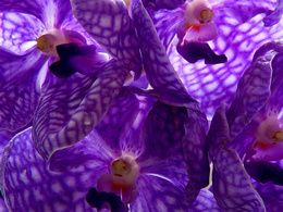 3d обои Очень красивая орхидея  1400х1050
