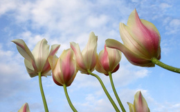 3d обои Тюльпаны тянутся к небу  капли