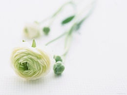 3d обои Белая декоративная роза  1600х1200