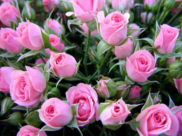 3d обои Дикие розовые розы  1600х1200