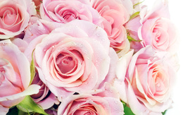 3d обои Букет розовых роз  капли