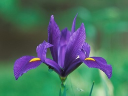 3d обои Domestic Iris  1600х1200