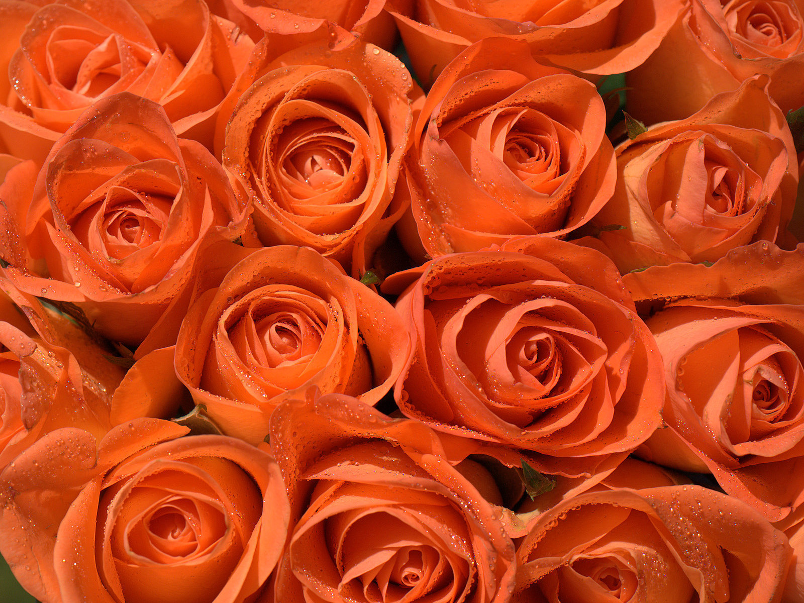 3d обои Оранжевые розы, на них капельки влаги  1600х1200 # 5565