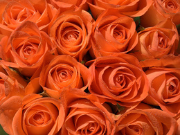 3d обои Оранжевые розы, на них капельки влаги  1600х1200