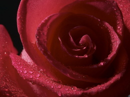 3d обои Красная роза в капельках росы  1600х1200