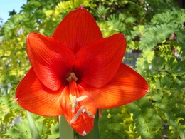 3d обои Красный амариллис — красавица  листья