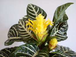 3d обои Жёлтая Афеландра из влажных тропическая лесов Северной, Центральной и Южной Америк  листья
