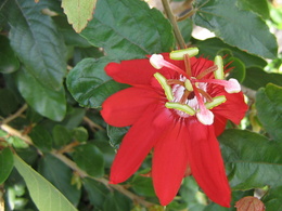 3d обои Пассифлора - красный цветок страсти  листья