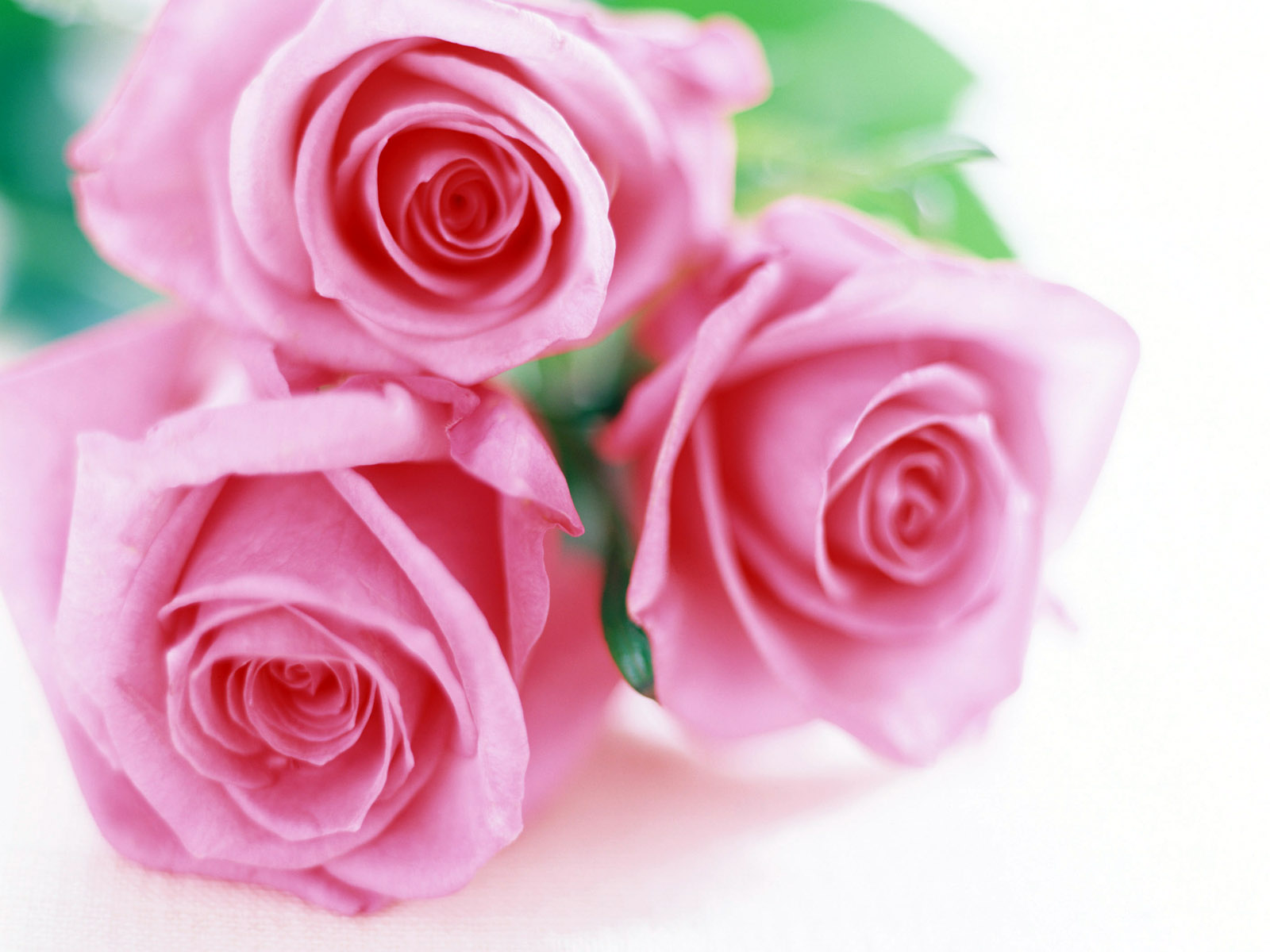 3d обои Три розовые розы  1600х1200 # 5514